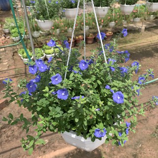[HOA TREO CHẬU] Cây hoa thanh tú trồng chậu treo cực sai hoa, thích hợp trồng trang trí ban công, ngoại thất, treo giàn