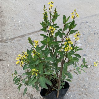 Cây hoa kim đồng vàng cao 35cm, rất dễ trồng cực sai hoa và nở quanh năm, thích hợp trồng trang trí cảnh quan, sân vườn