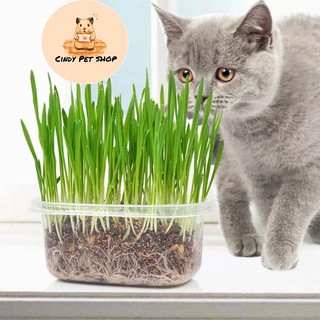 Cỏ Mèo tươi xanh tự trồng tại nhà (shop gửi nguyên liệu và quý khách tự trồng)