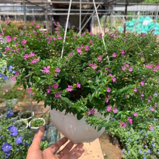 [HOA TREO GIỎ] Cây hoa cẩm tú mai trồng chậu treo bán kính 35cm, ra hoa quanh năm và cực sai hoa, trồng treo ban công (1)